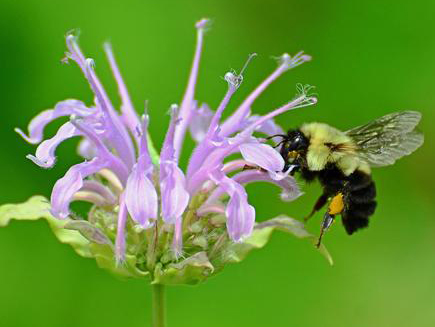 Bumblebee on a Bergamot Flower