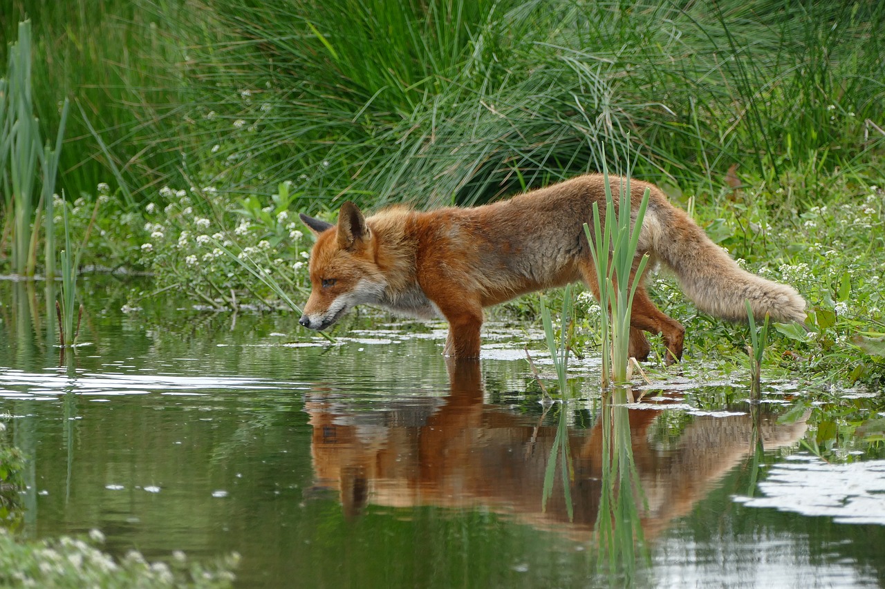 Fox drinking water from lake