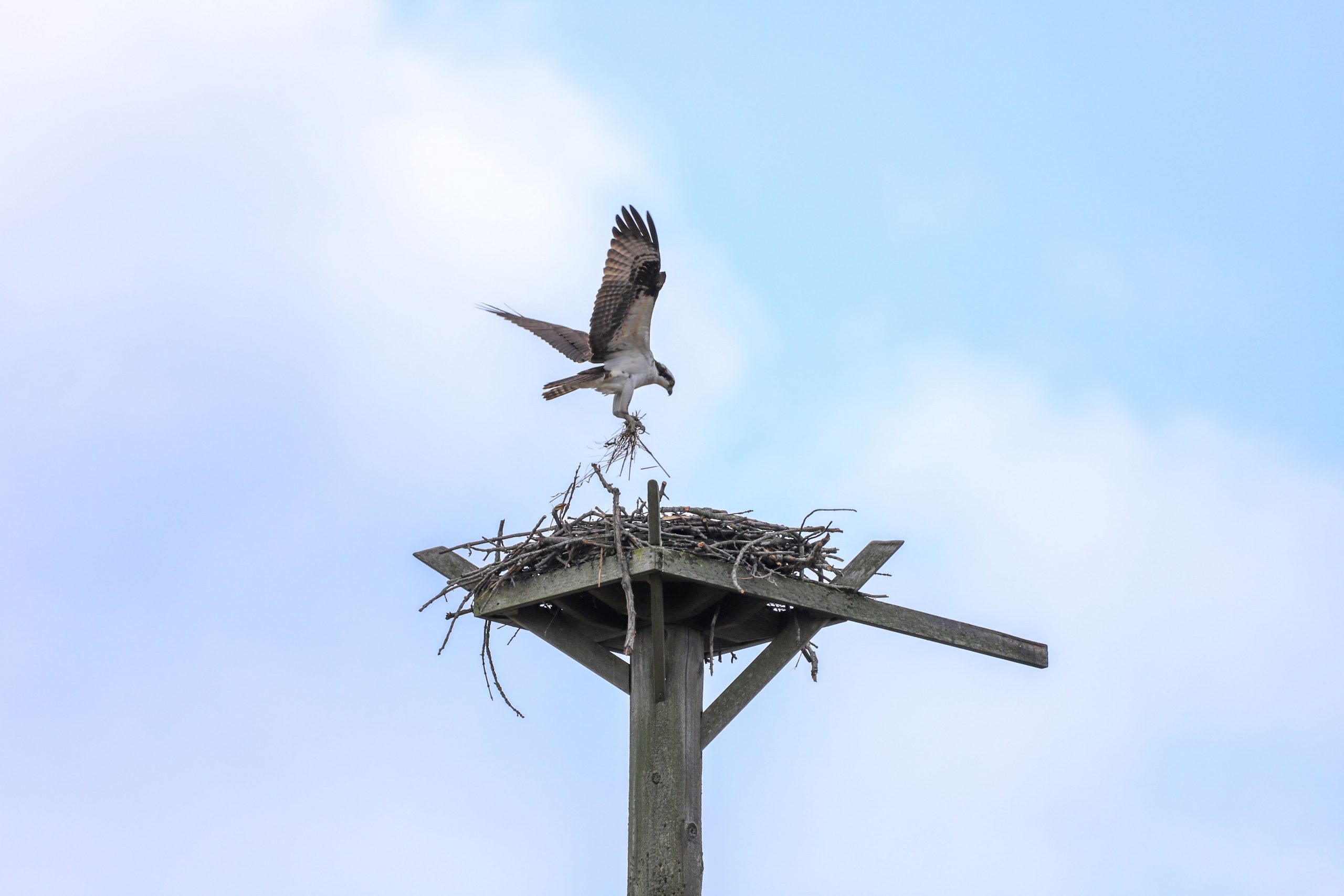 Osprey using nesting platforms at Potato Creek State Park