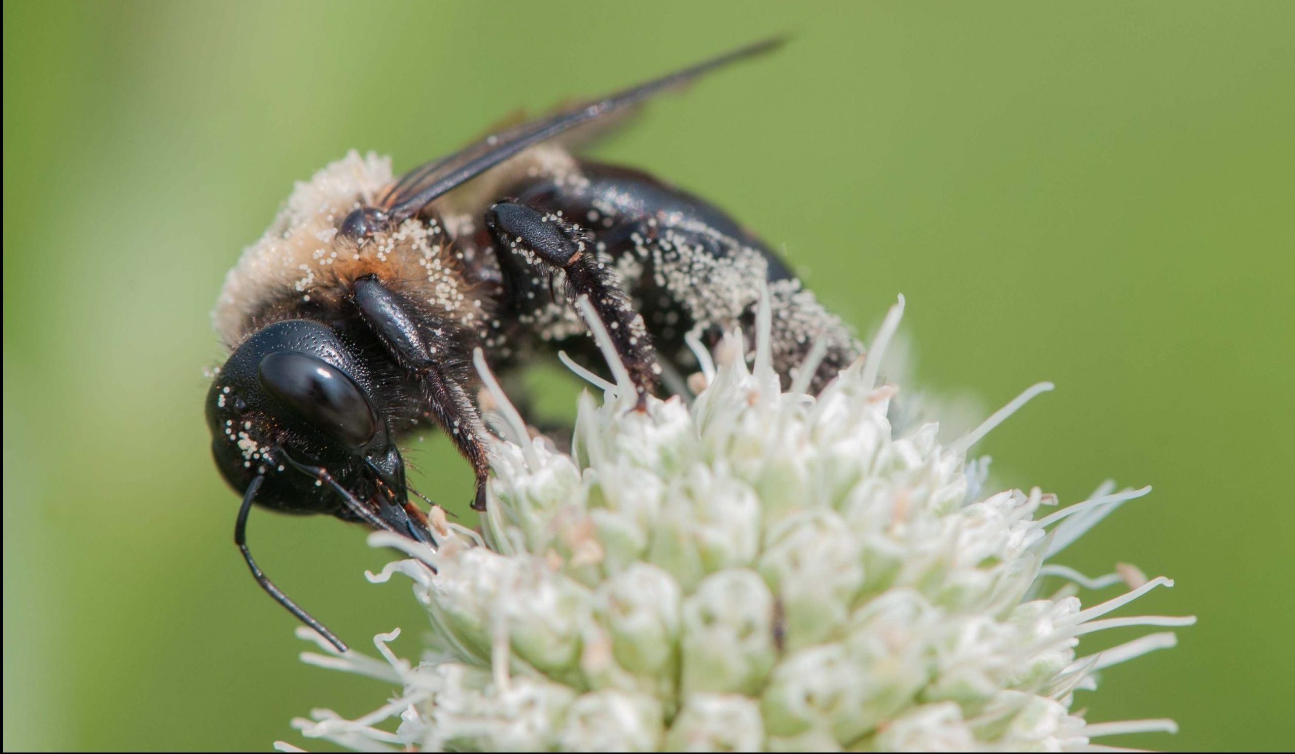 Native carpenter bee dusted in pollen, feeding on the unique, spikey, white flowers of the plant known as Rattlesnake Master.