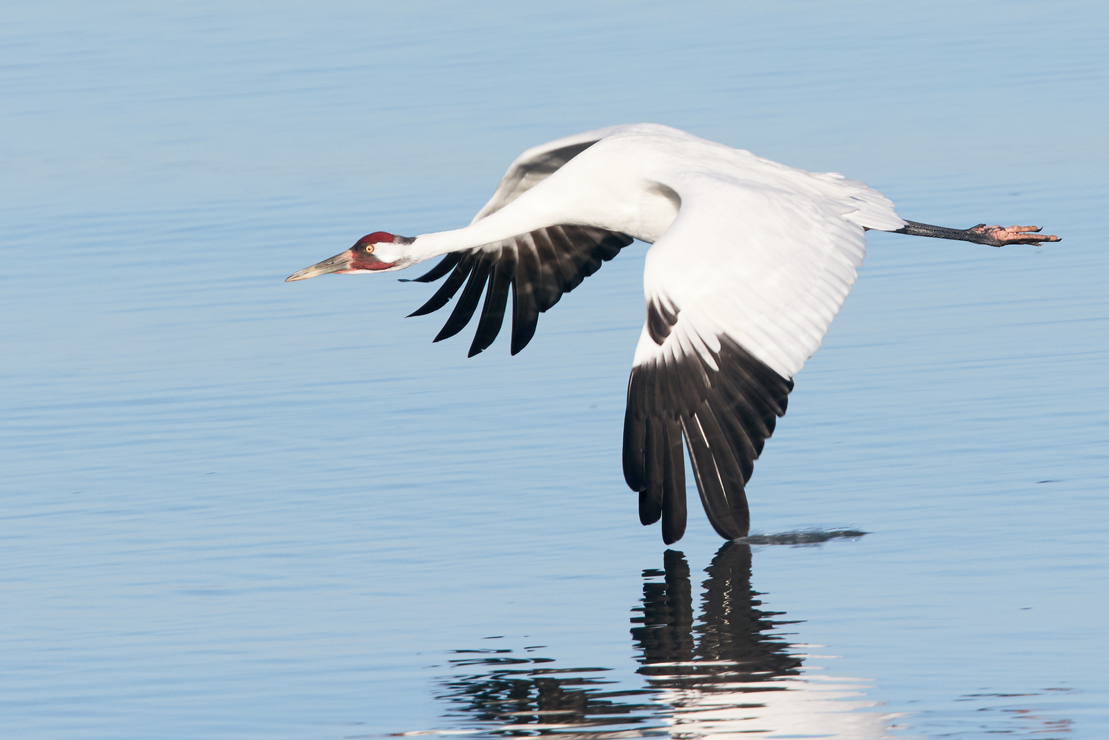 Endangered Whooping Crane Flying over the water with Reflection and Wing Touching the Water