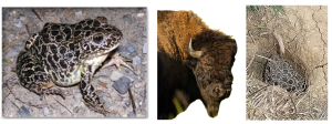 Left: leopard-patterned toad on rocky ground. Center: bison head with a curved horn. Right: toad resting on dirt in grayscale with grass nearby.