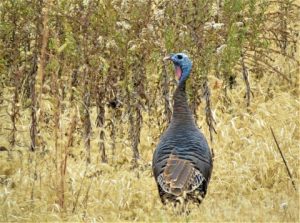 Wild turkey standing in dry golden grass in a field, displaying iridescent head and dark body