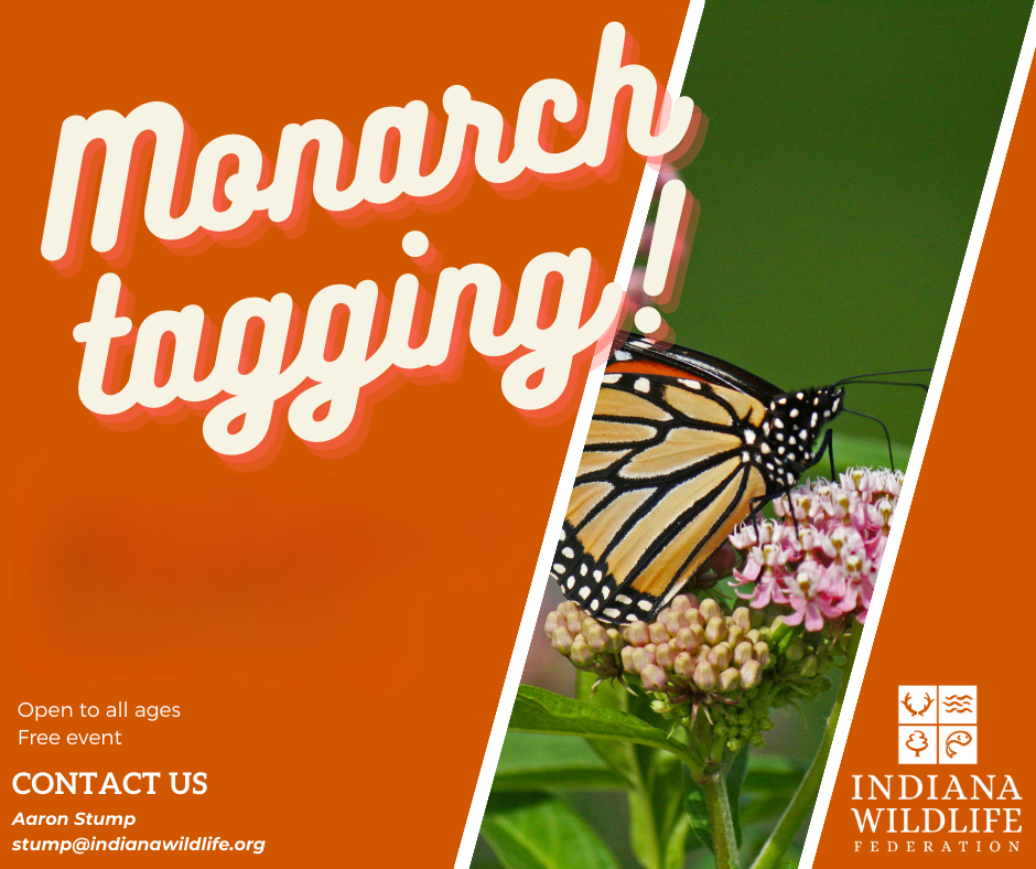 Monarch Tagging_generic - Indiana Wildlife Federation Promotional poster for Monarch tagging by Indiana Wildlife Federation, showing a monarch butterfly on flowers with an orange background and event details.