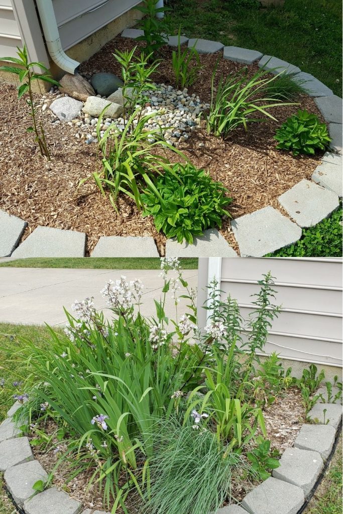 Two garden beds with mulch, a curved stone border, and a mix of ornamental grasses and leafy shrubs near a house wall.
